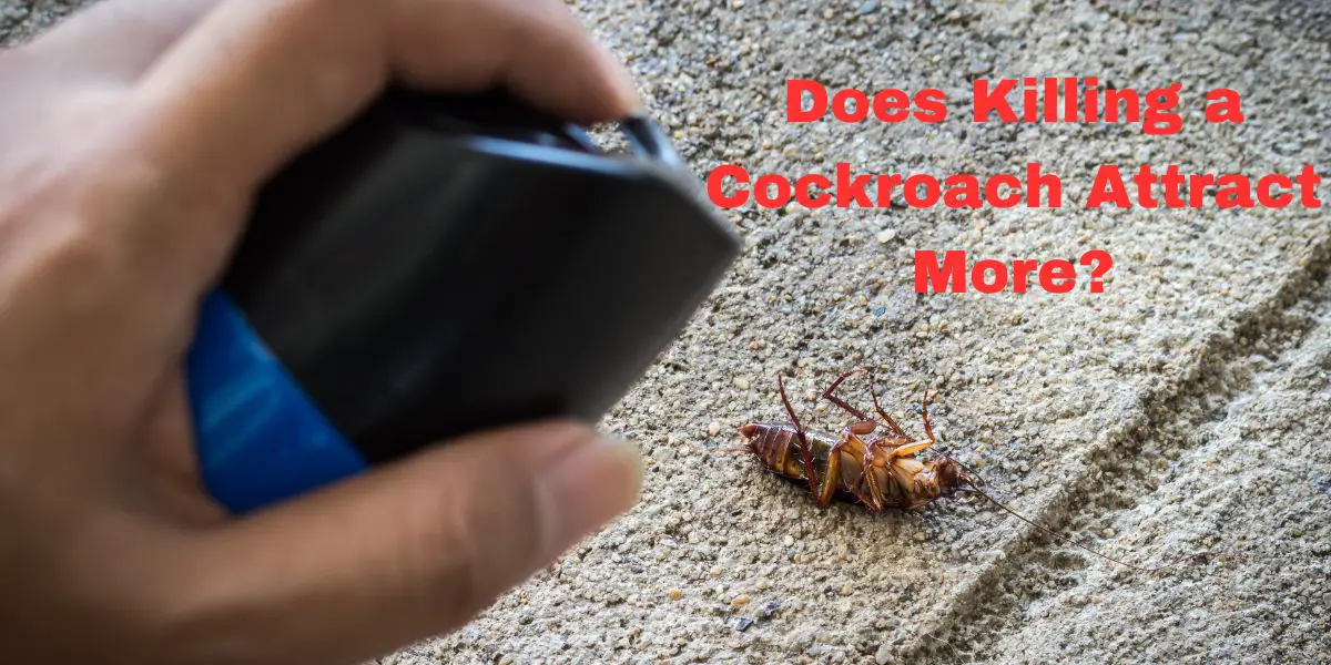 Does Killing a Cockroach Attract More?