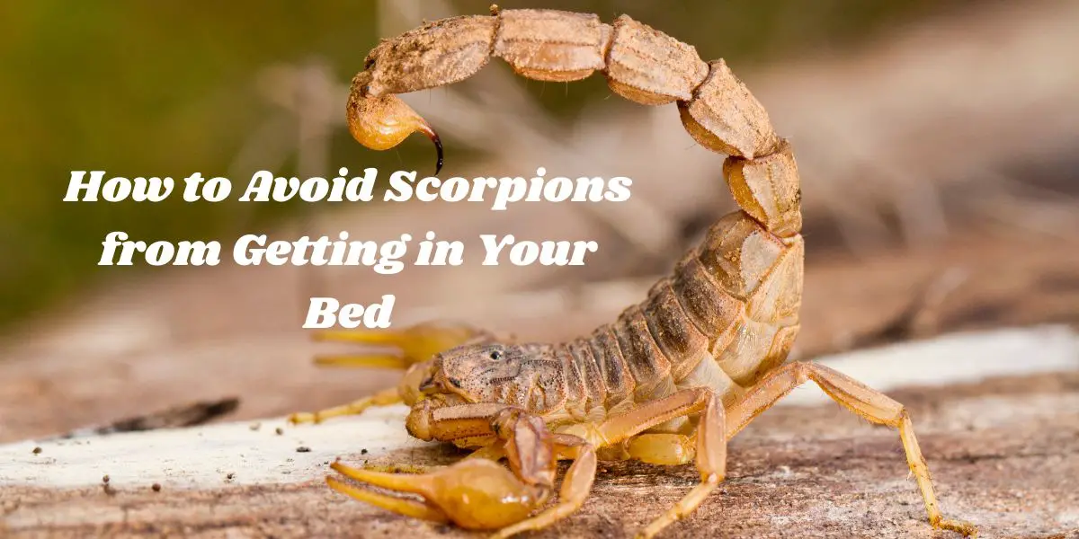 How to Avoid Scorpions from Getting in Your Bed