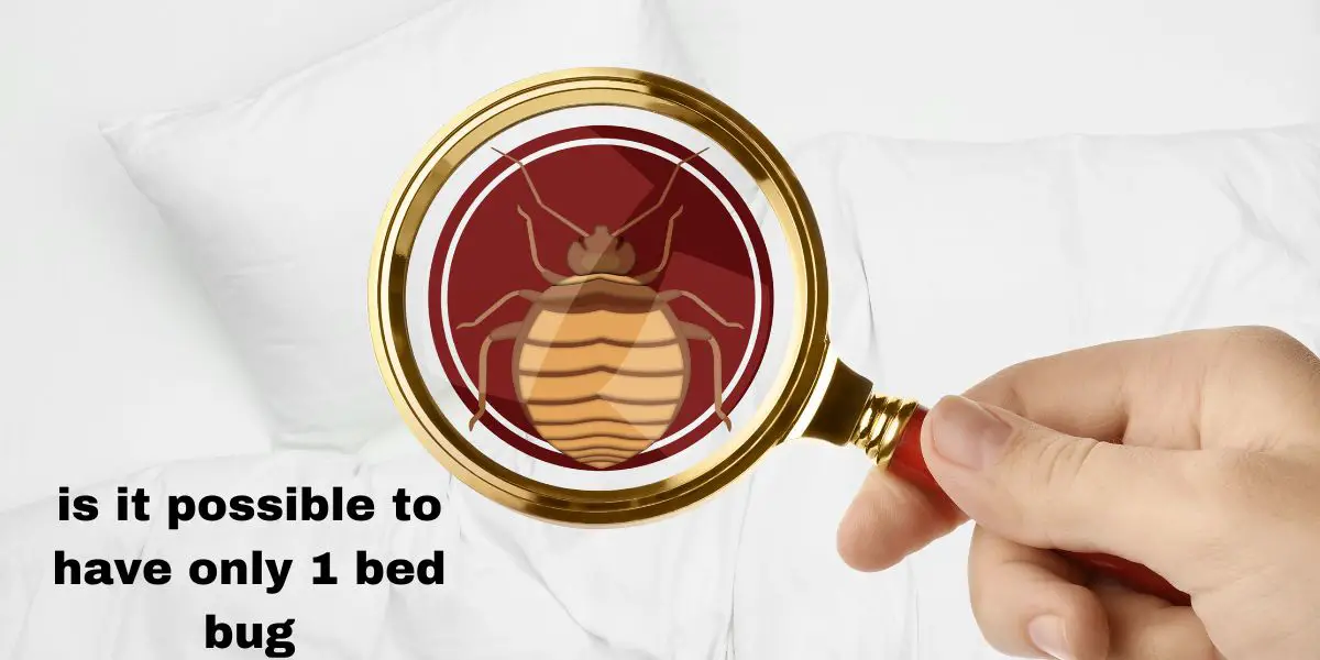 Is It Possible To Have Only 1 Bed Bug